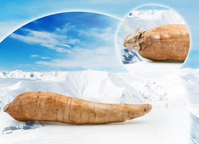 西藏雪树根|云南雪域极根生物科技有限公司 【官网】